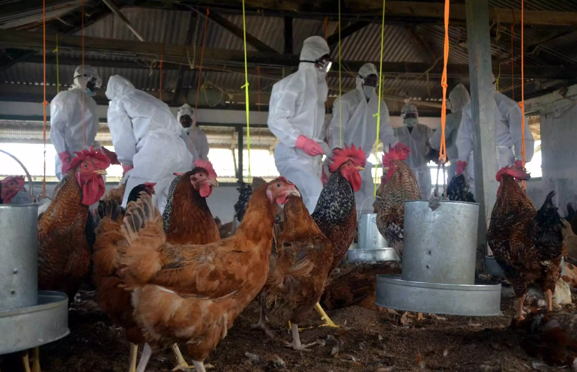 Four districts in Nepal affected by bird flu outbreak, raises concern