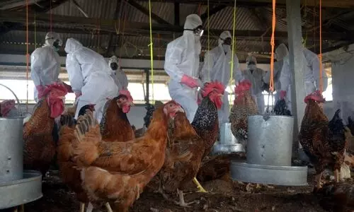 Four districts in Nepal affected by bird flu outbreak, raises concern