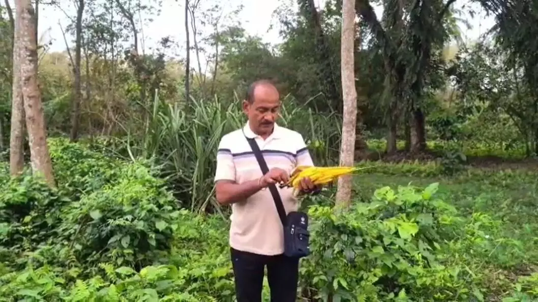 Keteki blooms anchor Bohag in this Nalbari village, spur conservation call