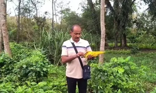 Keteki blooms anchor Bohag in this Nalbari village, spur conservation call