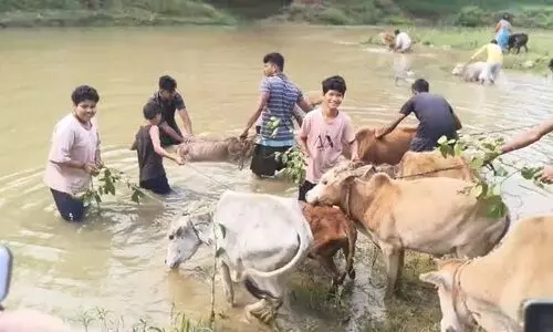 Goru Bihu sets tone for Rongali Bihu as Assam honours its agrarian roots
