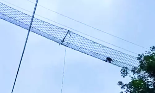 World’s first confirmed gibbon railway canopy crossing recorded in Assam’s Jorhat