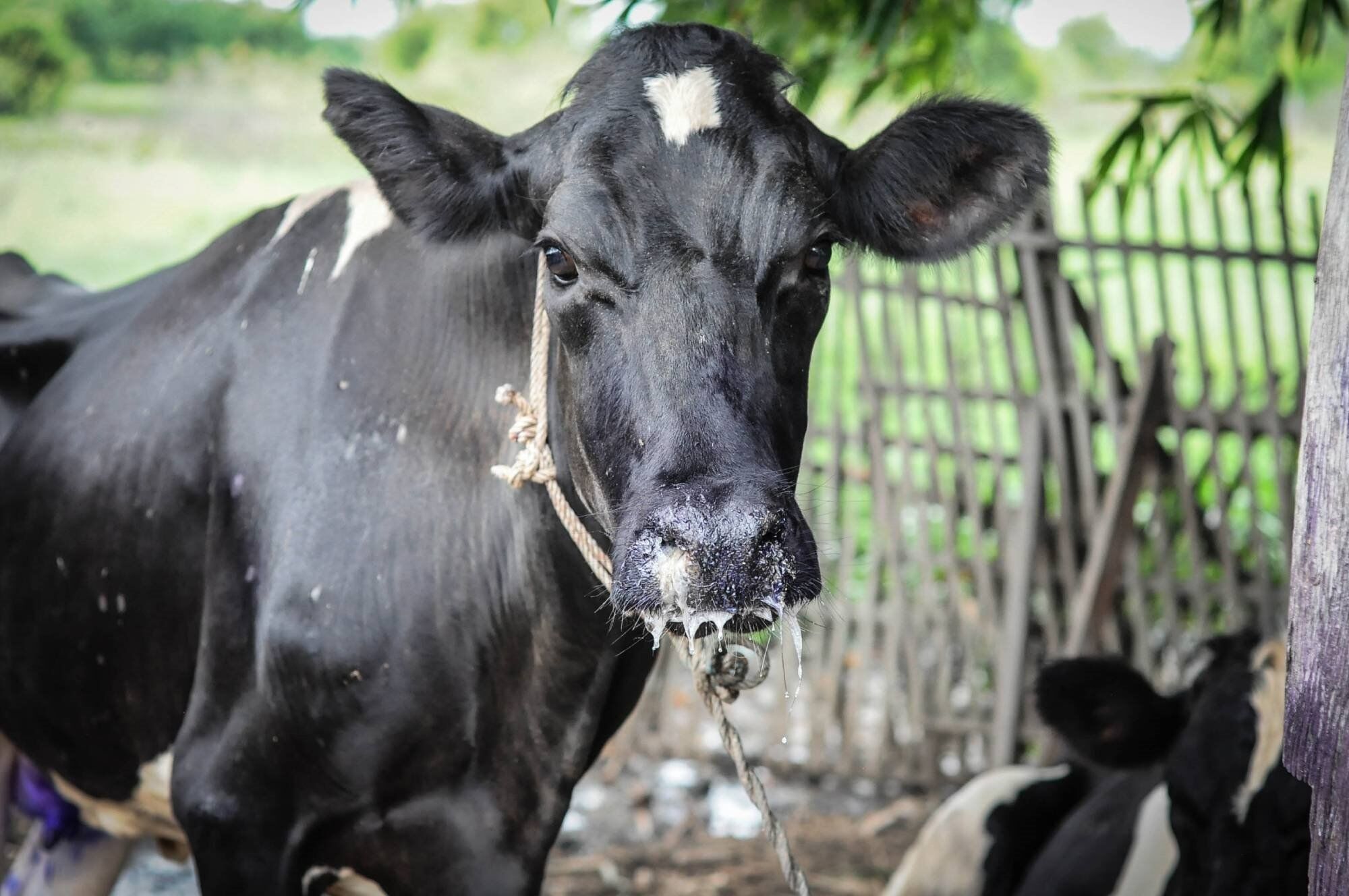 Foot-and-mouth outbreak triggers livestock cull in Mongolia