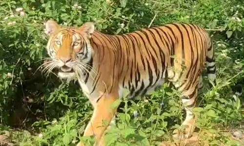 No movement after 2 pm: Kaliabor imposes curbs following tiger sightings