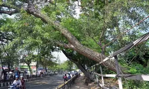 Students death in Bhootnath-Kalipur turns Guwahatis dead trees into crisis