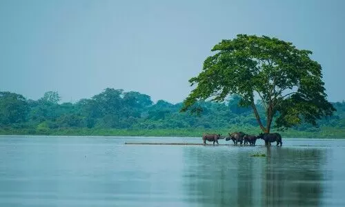 Kaziranga’s flood paradox: It needs the floods Assam fears, but only in measure