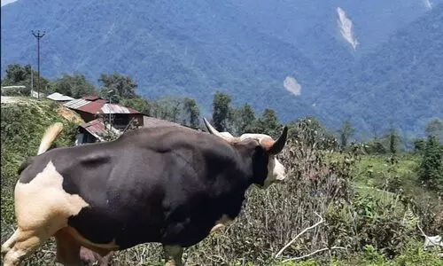 Arunachal’s Dibang Valley sees 267 mithun deaths as FMD spreads to 21 villages