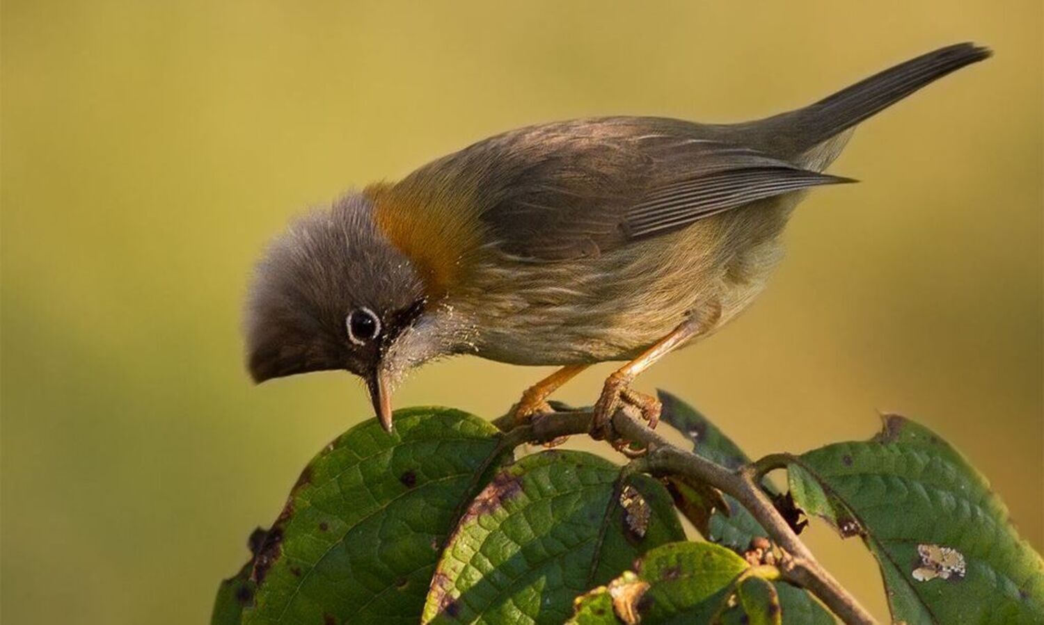 Birding meet gets under way in Arunachal Pradesh