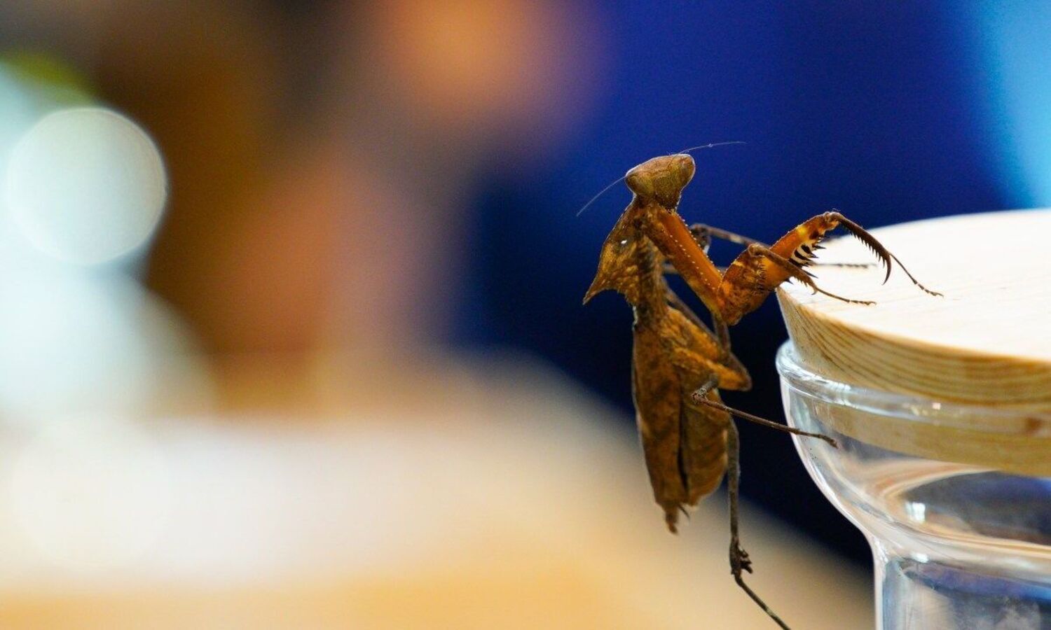 New insect species from Kosovo named after coronavirus