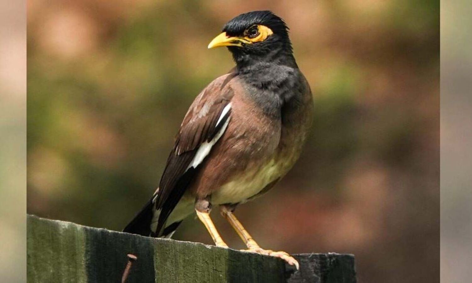 Innovative bird count conducted mostly outside protected areas