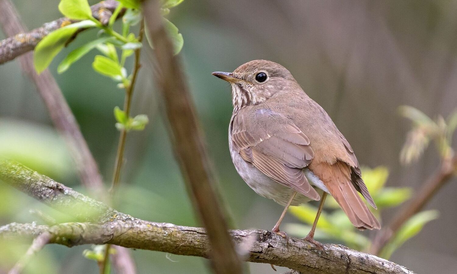 Science Gains With Citizen’s Participation