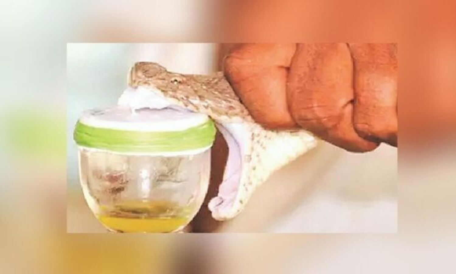 Snake venoms: From deadly toxins to anti-cancer therapeutics