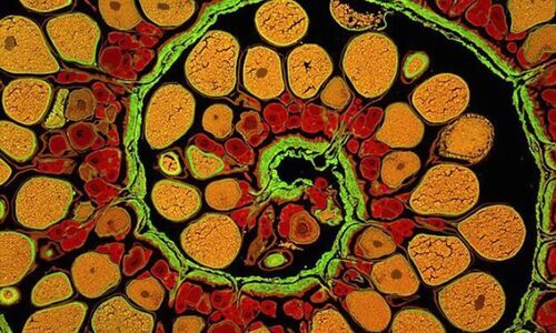 Fibonacci sequence and the plant kingdom