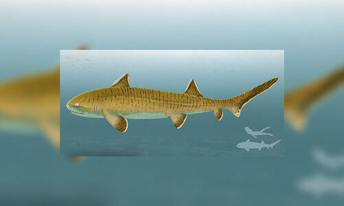 Spectacular shark fossil unearthed in Germany