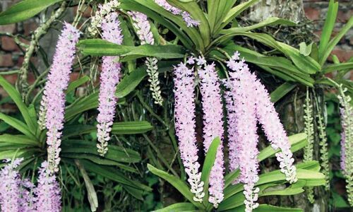 SEEDS OF CHANGE - Jewels of Nature