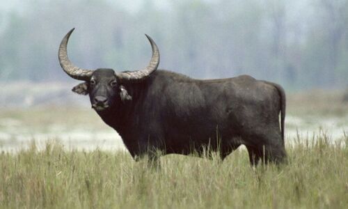 Seeds of Change: Inept Handling Of Wildlife