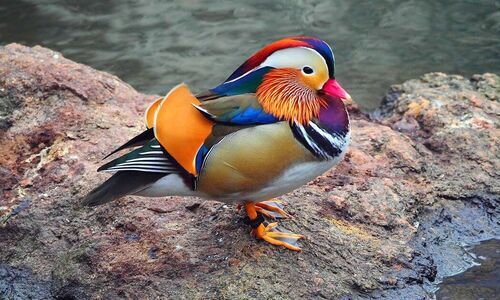 SEEDS OF CHANGE - Winged visitors