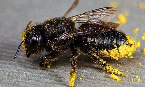 Science Zone: Disappearing Bees