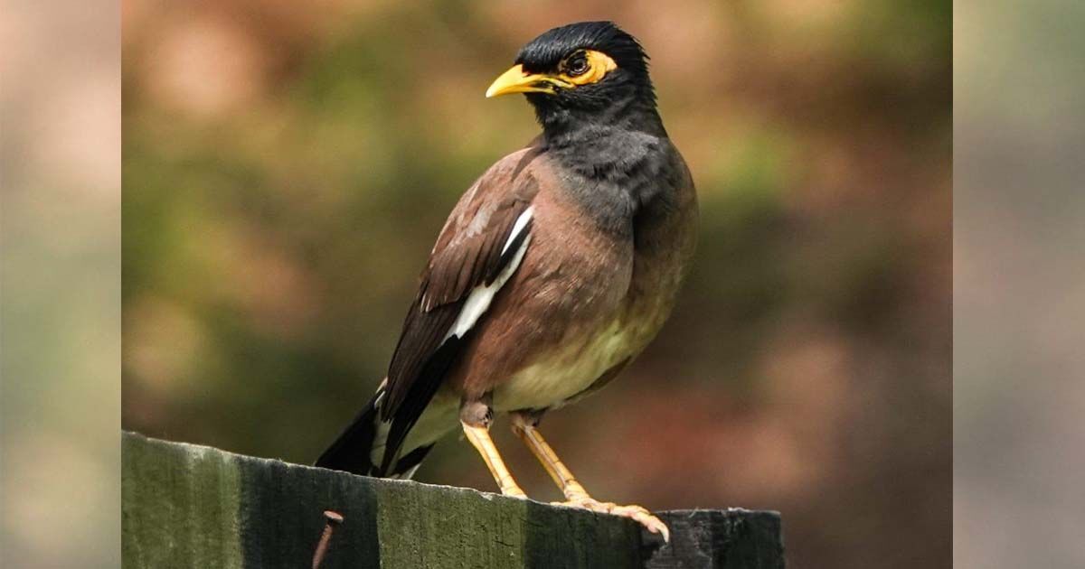 Innovative bird count conducted mostly outside protected areas Innovative bird count conducted mostly outside protected areas