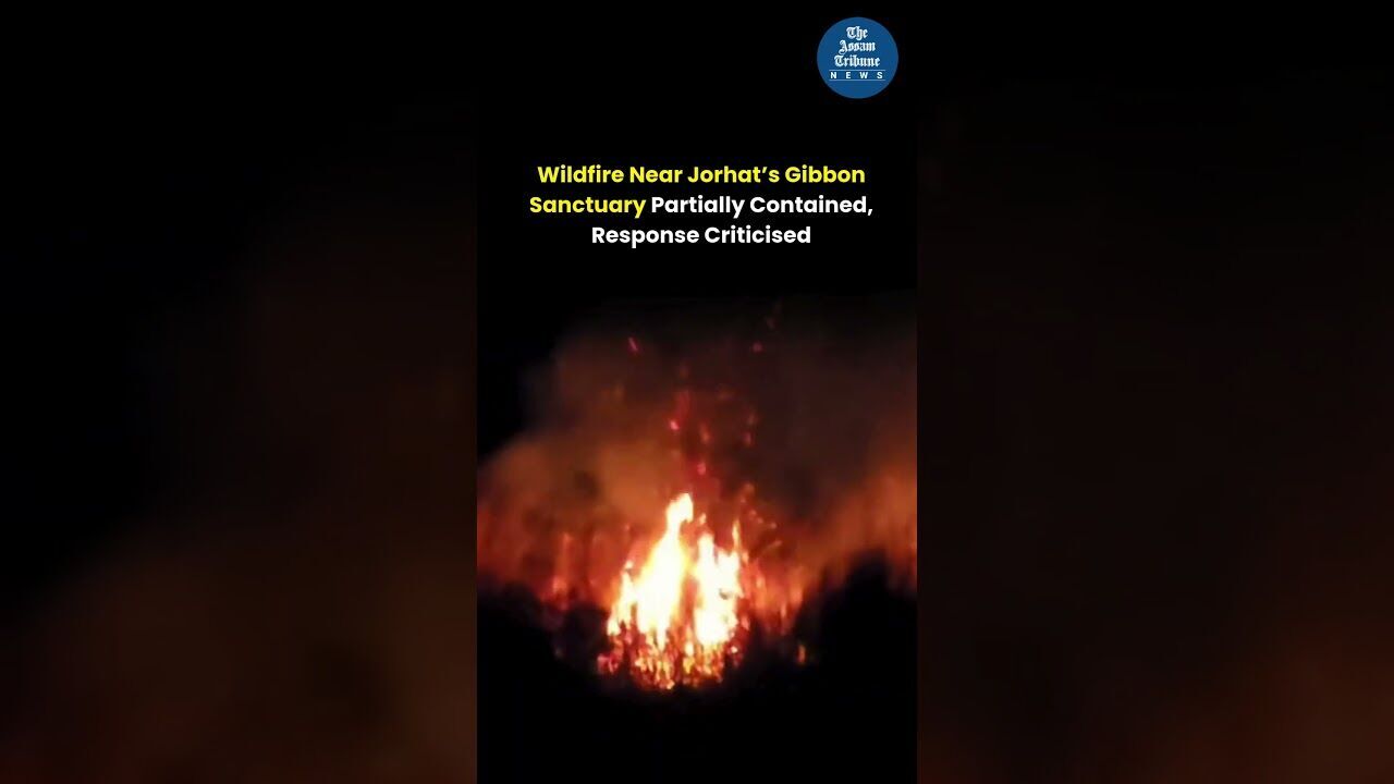Wildfire Near Jorhat’s Gibbon Sanctuary Partially Contained, Response Criticised