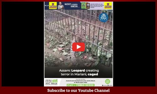 Assam: Leopard creating terror in Mariani, caged