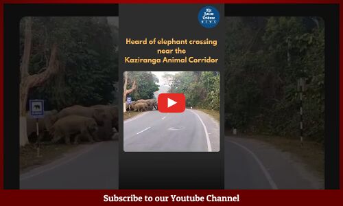 Herd of Elephants Crossing Road in Kaziranga
