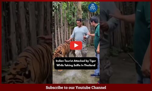 Indian Tourist Attacked by Tiger While Taking Selfie In Thailand