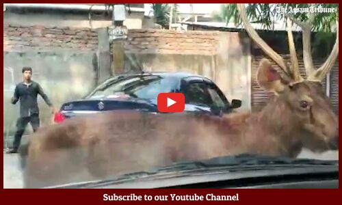 Deer escapes from Assam State Zoo in Guwahati