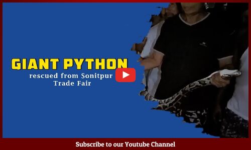 Giant python rescued from Sonitpur Trade Fair
