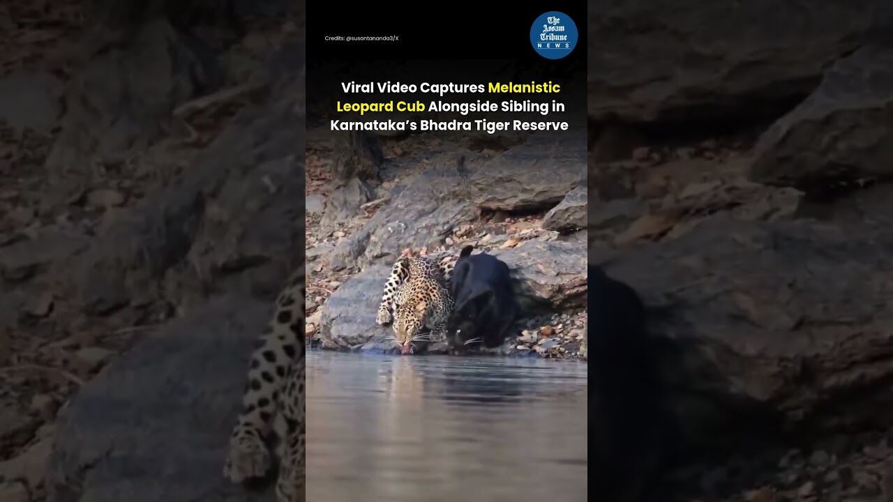 Viral Video Captures Melanistic Leopard Cub Alongside Sibling in Karnataka’s Bhadra Tiger Reserve