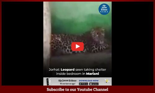 Jorhat: Leopard seen taking shelter inside bedroom in Mariani