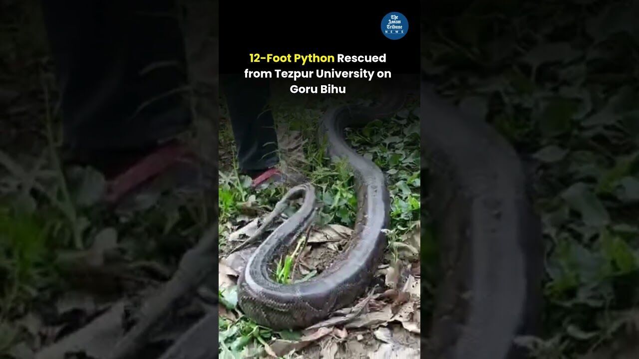 12-Foot Python Rescued from Tezpur University on Goru Bihu