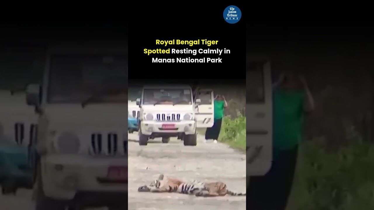 Royal Bengal Tiger Spotted Resting Calmly in Manas National Park
