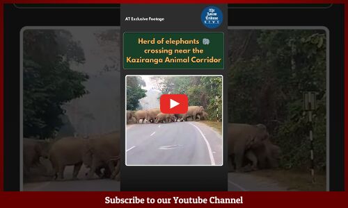 Herd of elephants crossing Kaziranga in Assam