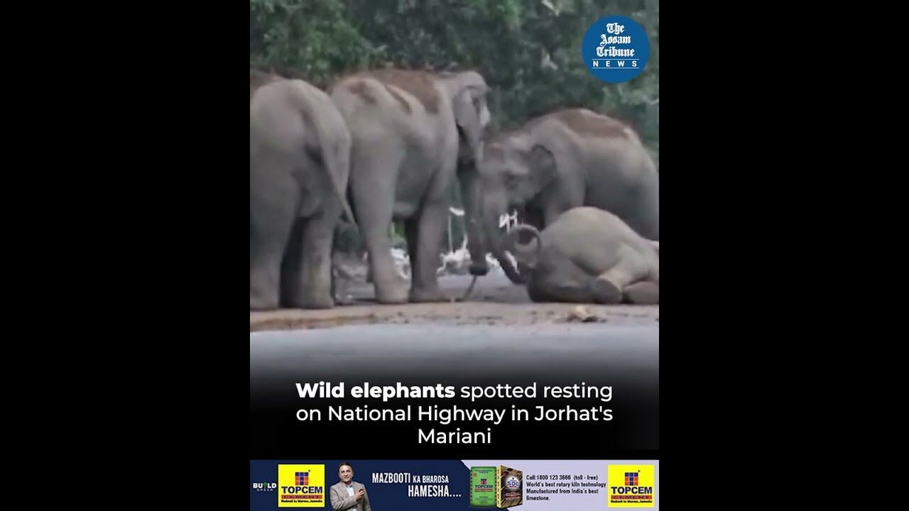 Wild elephants spotted resting on National Highway in Jorhats Mariani