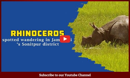Rhinoceros spotted wandering in Jamuguri ‘s Sonitpur district