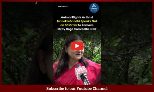 Animal Rights Activist Maneka Gandhi Speaks Out on SC Order to Remove Stray Dogs from Delhi NCR