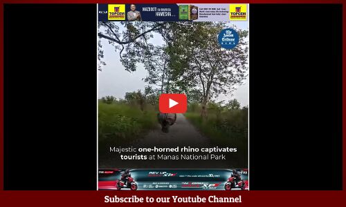 Majestic one-horned rhino captivates tourists at Manas National Park