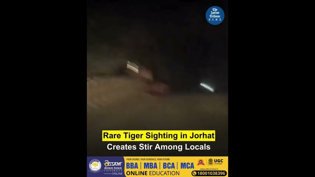 Rare Tiger Sighting in Jorhat Creates Stir Among Locals