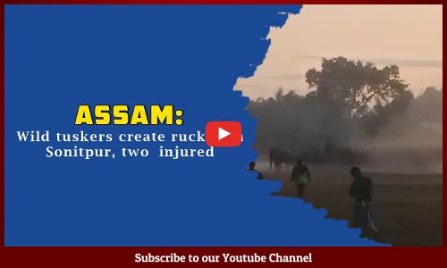 Assam: Wild tuskers create ruckus in Sonitpur, two injured