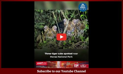 Three tiger cubs spotted near Manas National Park