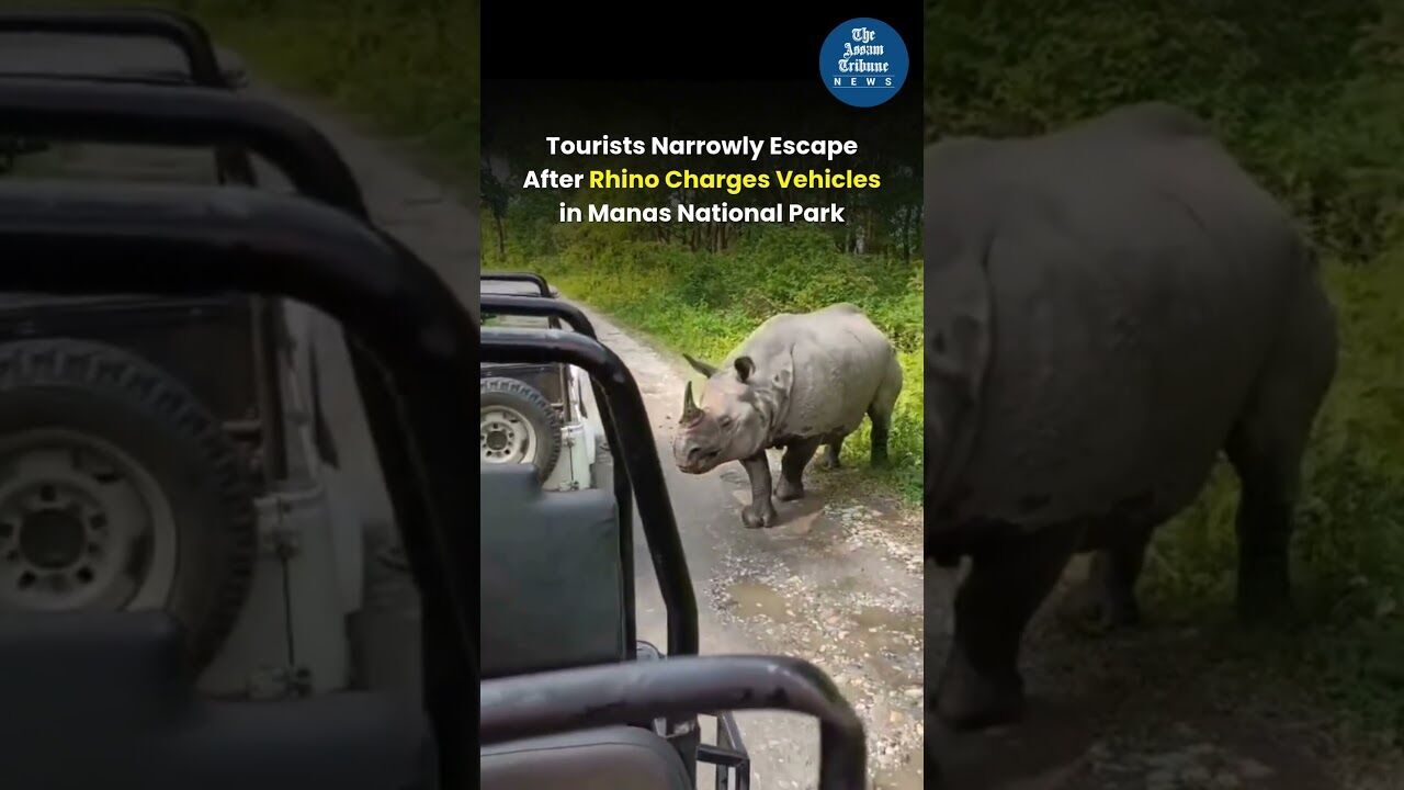 Tourists Narrowly Escape After Rhino Charges Vehicles in Manas National Park