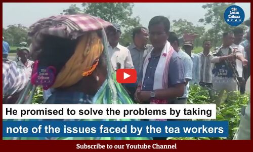 Joyanta Basumatary plucks tea leaves with workers in Kokrajhar