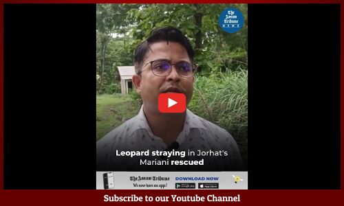 Leopard straying in Jorhats Mariani rescued