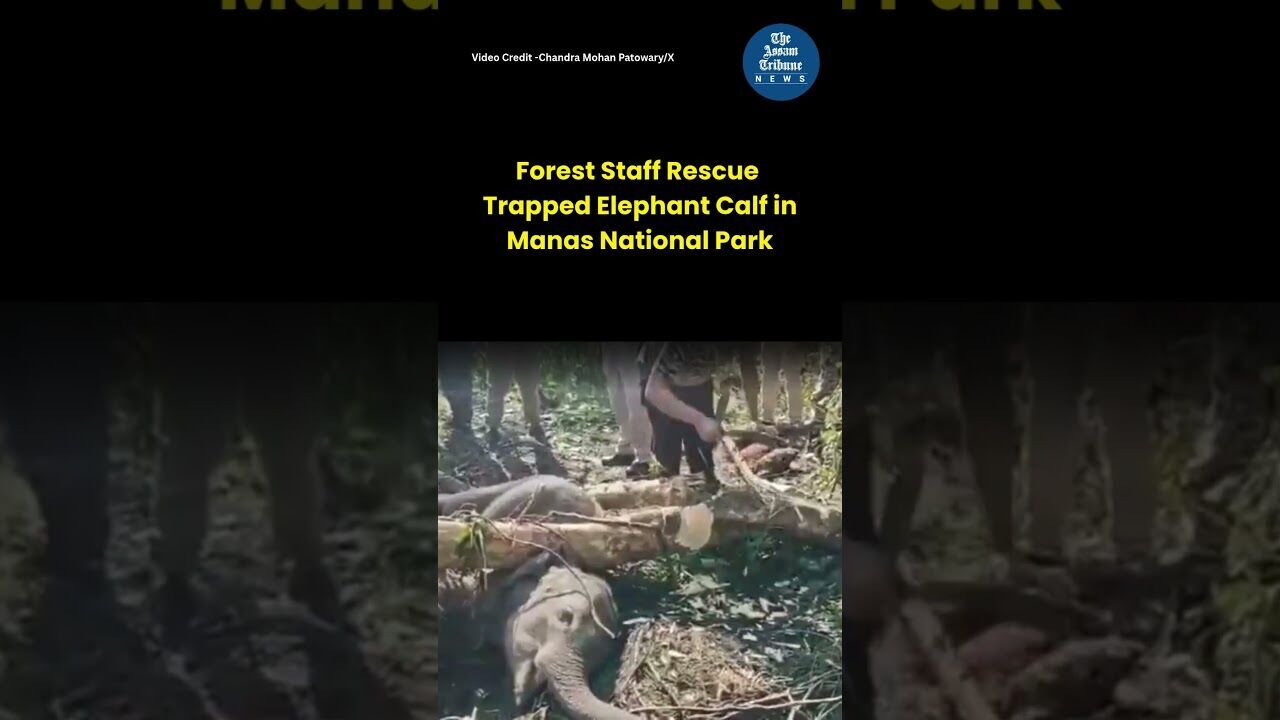 Forest Staff Rescue Trapped Elephant Calf