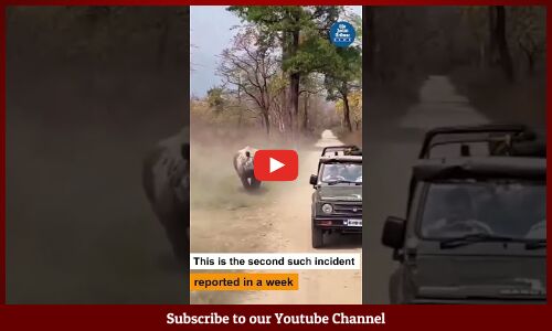 Rhino chases Safari Jeep at Manas National Park