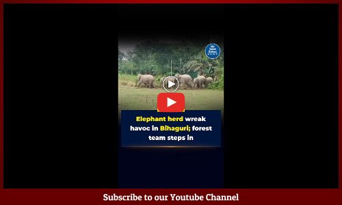 Elephant herd sparks conflict in Sonitpur