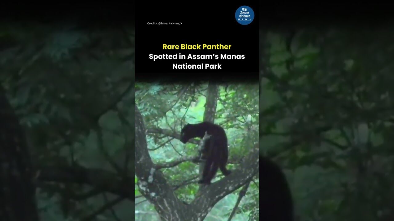Rare Black Panther Spotted in Assam’s Manas National Park