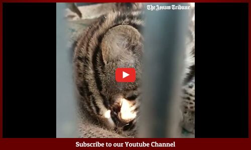 Leopard cub rescued in Maligaon, Guwahati