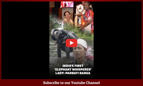 Indias First Elephant Whisperer Lady: Parbati Barua